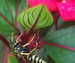 Black Bee DCP